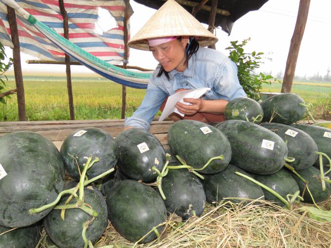 Dưa hấu Hàm Ninh - Trái cây đặc sản của huyện Quảng Ninh, Quảng Bình