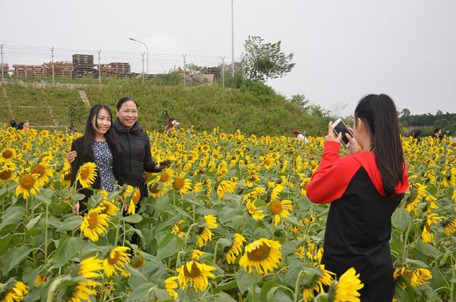 Cánh đồng hoa hướng dương tại Quảng Bình 